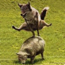 Antoniocovic's Avatar