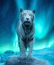 Siberian Tiger's Avatar