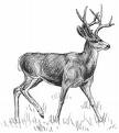 BlackDeer's Avatar