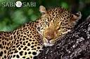 lepard avatar