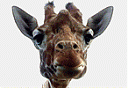 zhiraffa avatar
