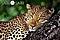 lepard avatar